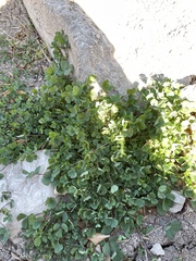 Malva parviflora