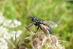 Eriothrix rufomaculata