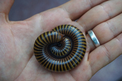 Thyropygus allevatus