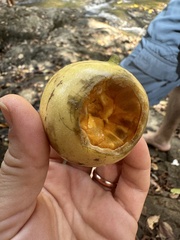 Posoqueria latifolia