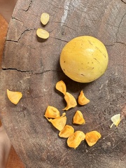 Posoqueria latifolia