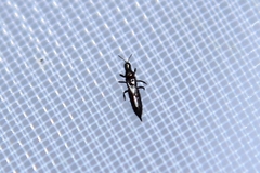 Phlaeothripidae