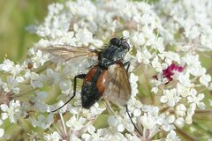 Eriothrix rufomaculata