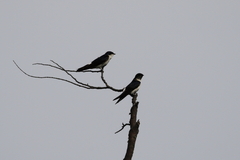 Tachycineta leucopyga