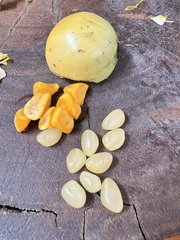 Posoqueria latifolia