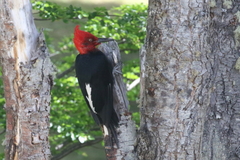 Campephilus magellanicus