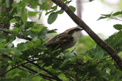 Aphrastura spinicauda