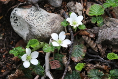 Rubus geoides