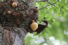 Pygarrhichas albogularis