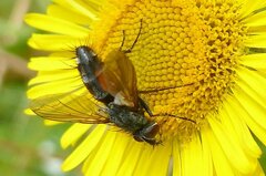 Eriothrix rufomaculata