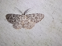 Hymenomima umbelularia