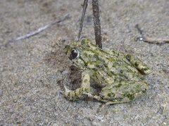 Pelodytes punctatus