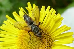 Eriothrix rufomaculata