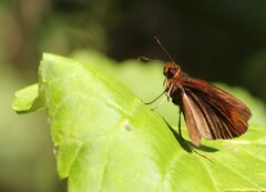 Miltomiges cinnamomea