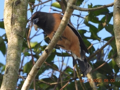 Dendrocitta vagabunda