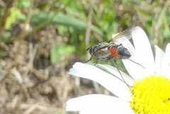 Eriothrix rufomaculata