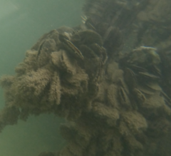 Isognomon alatus