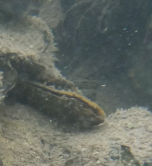 Isognomon alatus