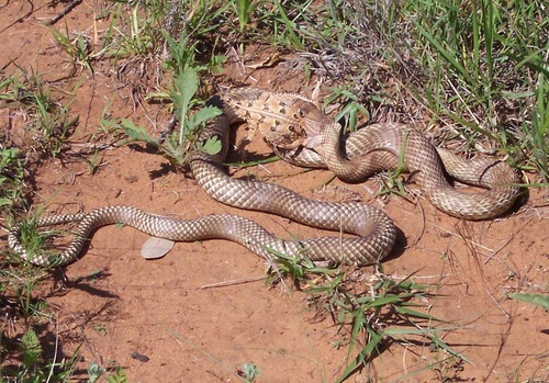 Western Coachwhip
