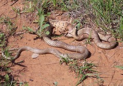 Masticophis flagellum testaceus