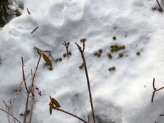 Lepus americanus