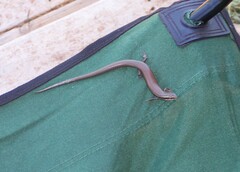 Plestiodon tetragrammus