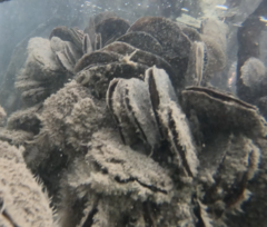 Isognomon alatus