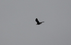 Haliaeetus leucocephalus