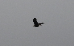 Haliaeetus leucocephalus