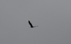 Haliaeetus leucocephalus