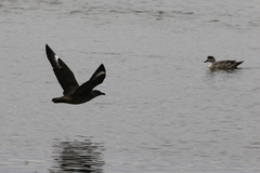 Stercorarius chilensis