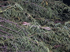 Dendrelaphis tristis