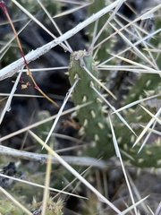 Cylindropuntia tesajo