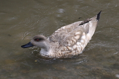 Lophonetta specularioides