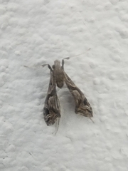 Lineodes