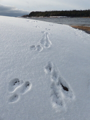 Lepus americanus