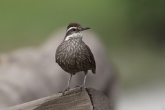 Cinclodes patagonicus