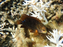 Stegastes punctatus