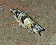 Pseudexentera spoliana