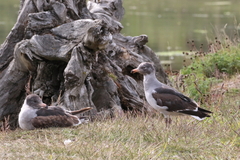 Leucophaeus scoresbii