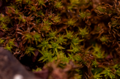Tortella squarrosa