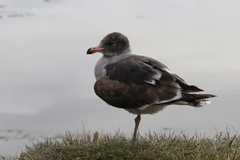 Leucophaeus scoresbii