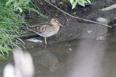 Gallinago magellanica
