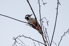 Dendrocopos major