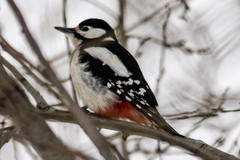 Dendrocopos major