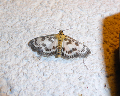 Anania hortulata