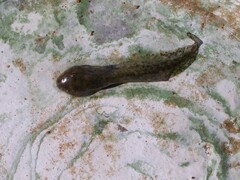 Lithobates berlandieri