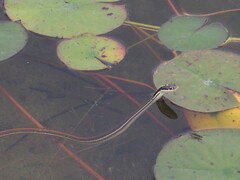 Thamnophis proximus rubrilineatus