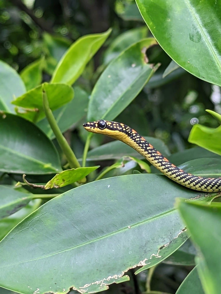 Paradise Flying Snake from Sungei Buloh Wetland Reserve Wetland Centre ...