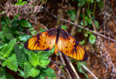 Acraea natalica